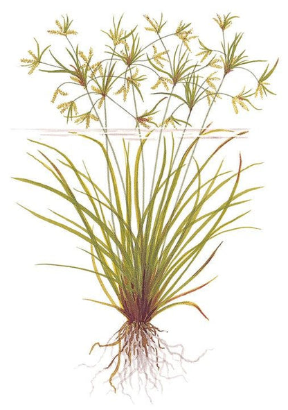 Természetes akváriumi növény, Tropica, Cyperus helferi