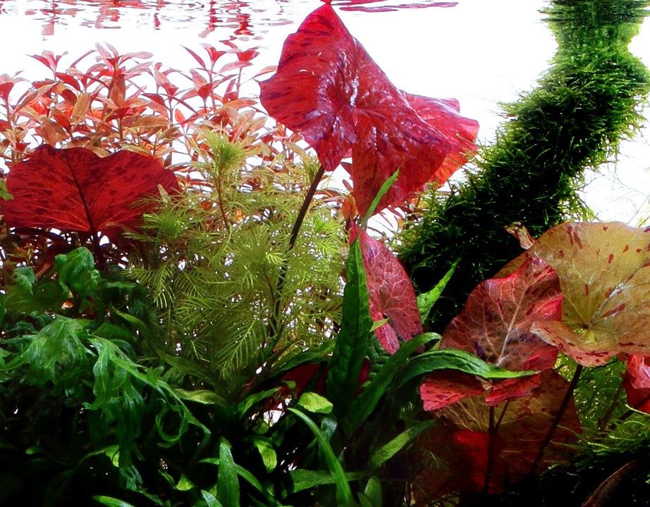 Planta naturala de acvariu, Tropica, Nymphaea lotus