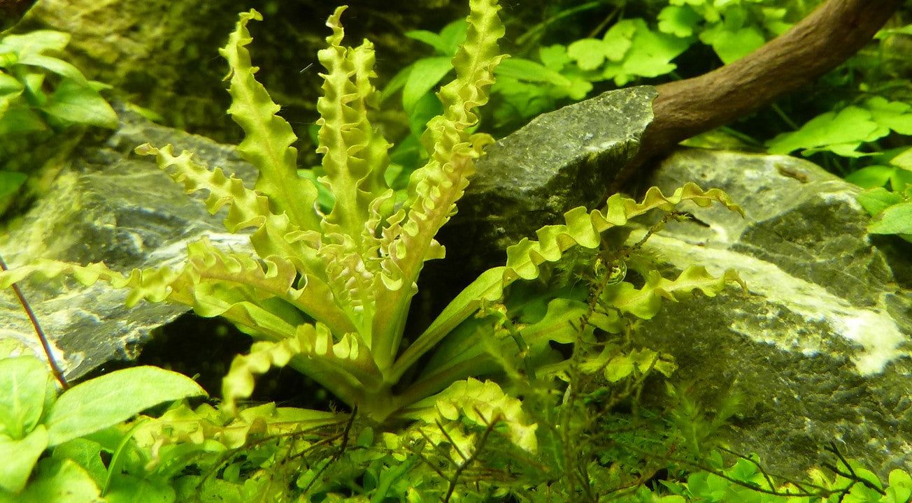 Természetes akváriumi növény, Tropica, Pogostemon helferi lávakövön