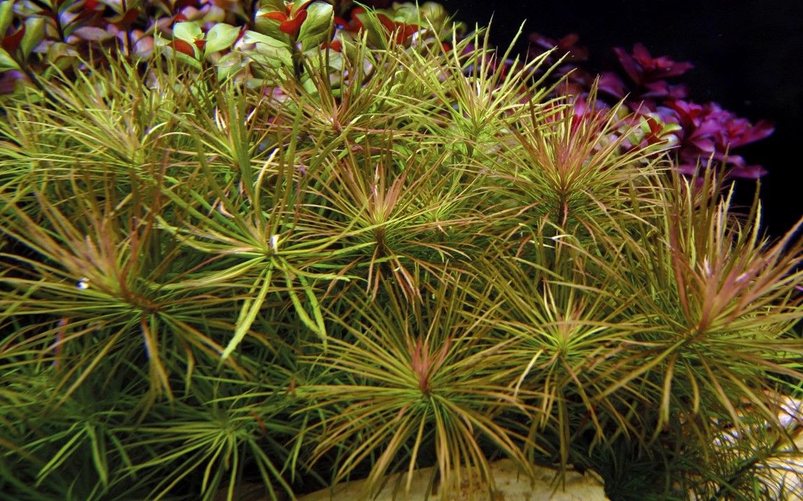 Planta naturala de acvariu, Tropica, Pogostemon stellatus