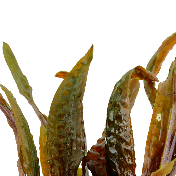 Természetes akváriumi növény, Tropica, Cryptocoryne usteriana