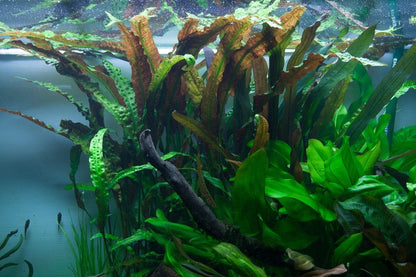 Természetes akváriumi növény, Tropica, Cryptocoryne usteriana