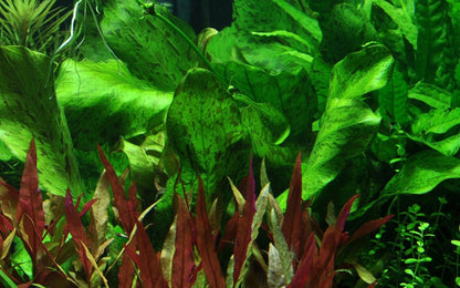 Természetes akváriumi növény, Tropica, Echinodorus Ozelot Green