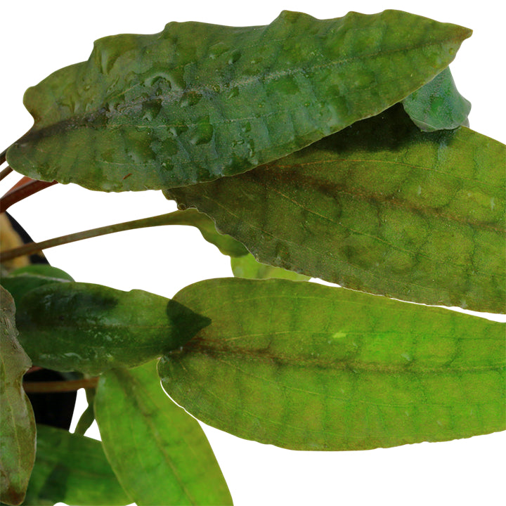 Planta naturala de acvariu, Tropica, Cryptocoryne wendtii Tropica