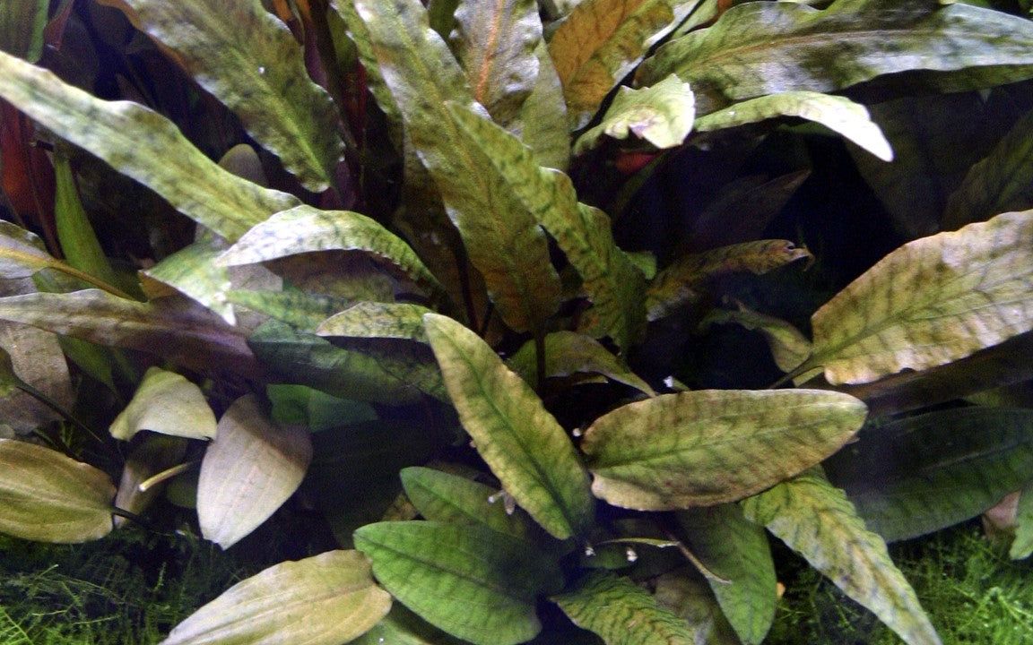 Planta naturala de acvariu, Tropica, Cryptocoryne wendtii Tropica