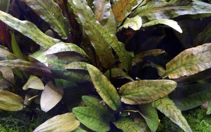 Természetes akváriumi növény, Tropica, Cryptocoryne wendtii Tropica