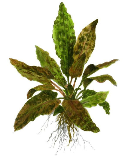 Természetes akváriumi növény, Tropica, Cryptocoryne wendtii Tropica