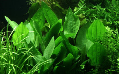 Természetes akváriumi növény, Tropica, Echinodorus palifolius