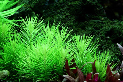 Planta naturala de acvariu, Tropica, Pogostemon deccanensis