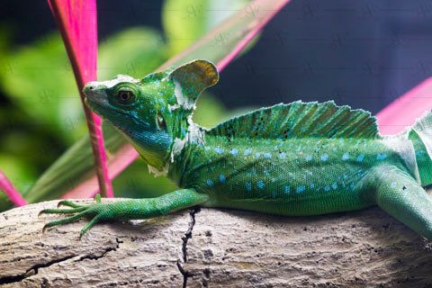 Basiliscus plumifrons (Green basilisk)