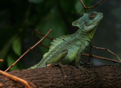 Basiliscus plumifrons (Green basilisk)