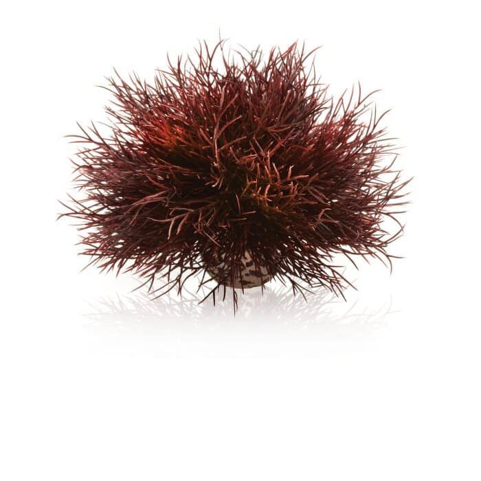 Mesterséges dekoráció, biOrb Aquatic sea lily, 12 cm Blue, Crimson