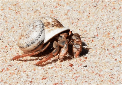 Crab, Coenobita clypeatus (Hermit Crab), adult