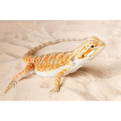 Agama cu barba, Pogona vitticeps (Bearded Dragon)