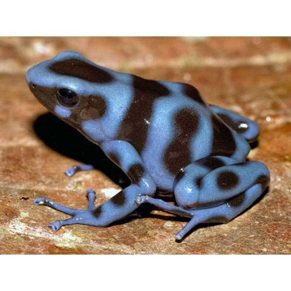 Dendrobates auratus blue: Kék színű mérgező béka változat