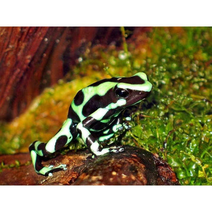 Dendrobates auratus Green: Zöld színű mérgező béka változat"