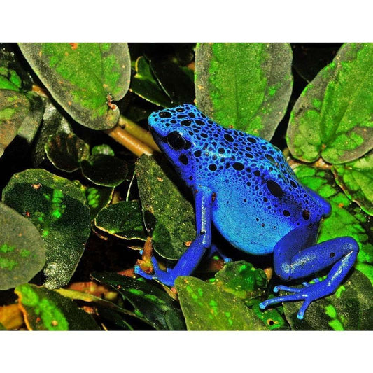 Dendrobates azureus: Mérges béka azúrkék színben