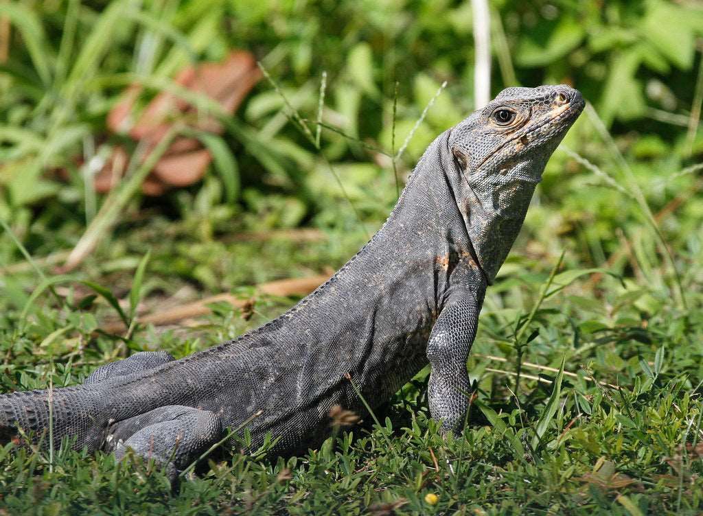 Ctenosaura similis (fekete leguán)