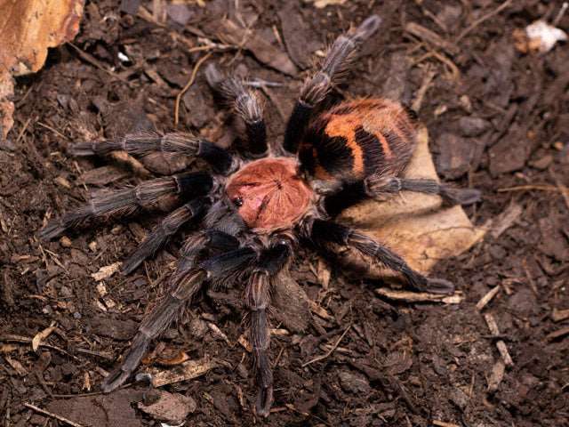 Davus Cyclosternum pentaloris 2 cm (guatemalai tigris far)