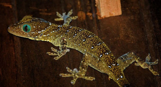 Gekko smithi (Smith zöld szemű gekkó)