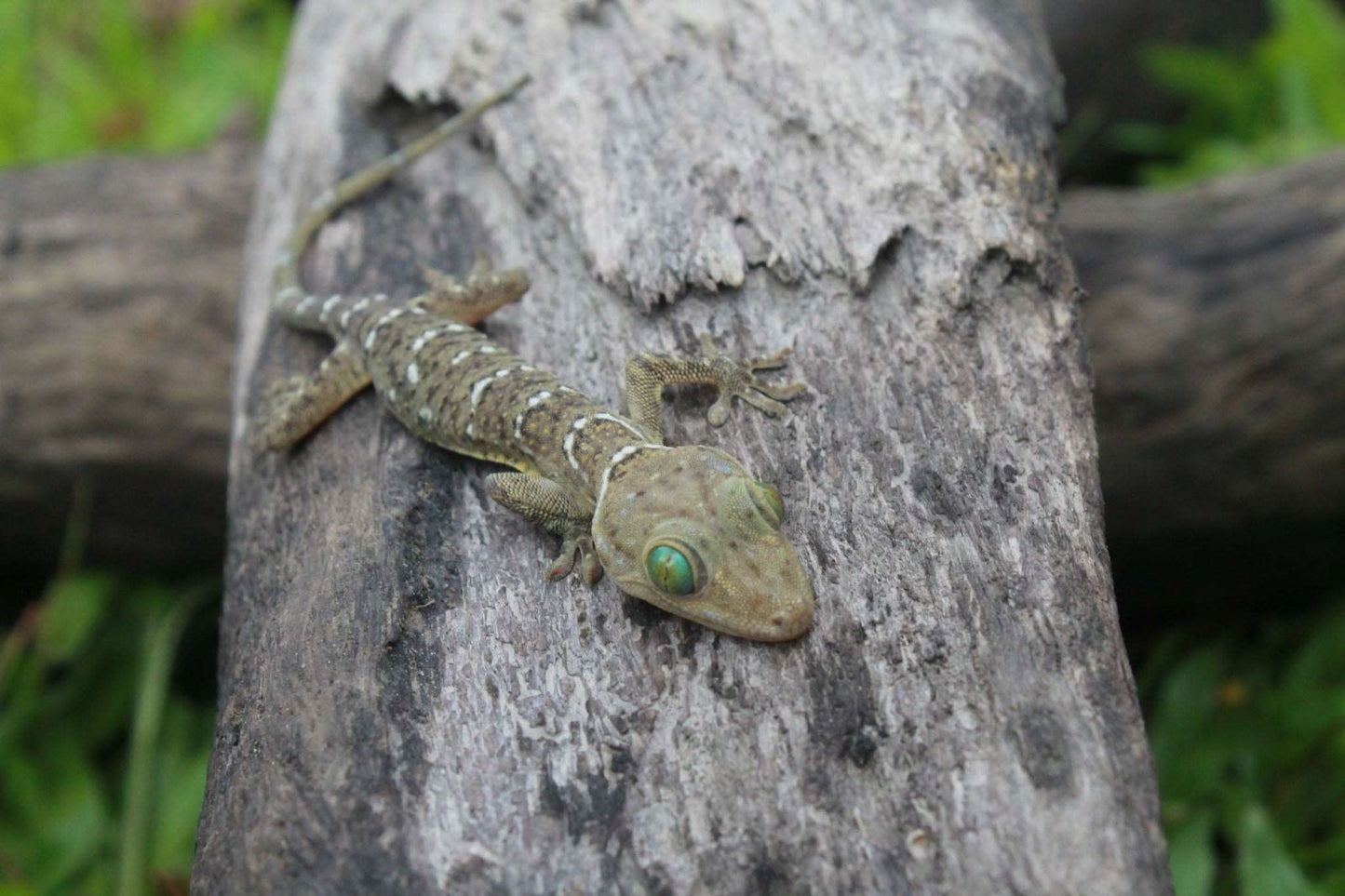 Gekko smithi (Smith Green-eyed Gecko)