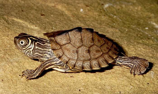 Graptemys kohni (Mississippi térképteknős) 4-5 cm