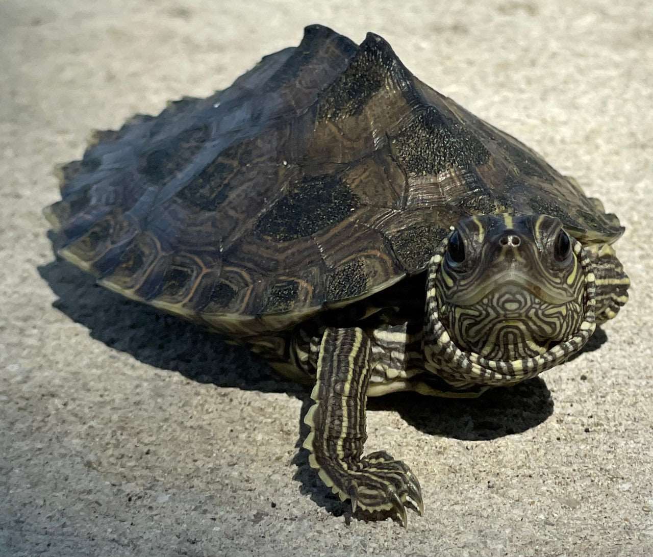 Graptemys kohni (Mississippi map turtle)  4-5 cm