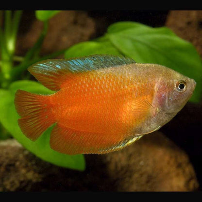 Gourami Colisa Lalia: Színes akváriumi hal