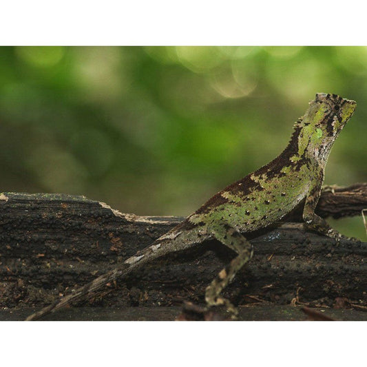 Egy elegáns és érdekes hüllő a terráriumok szerelmeseinek