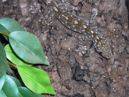 Gekko grossmani (Pettyes gekkó vietnam)