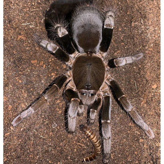 Hysterocrates gigas (Giant baboon spider )  M-L