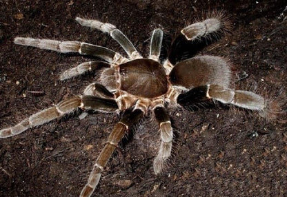 Hysterocrates gigas (Giant baboon spider )  M-L