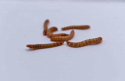 Élő táplálék hüllőknek, lisztkukacoknak, 2-3 cm