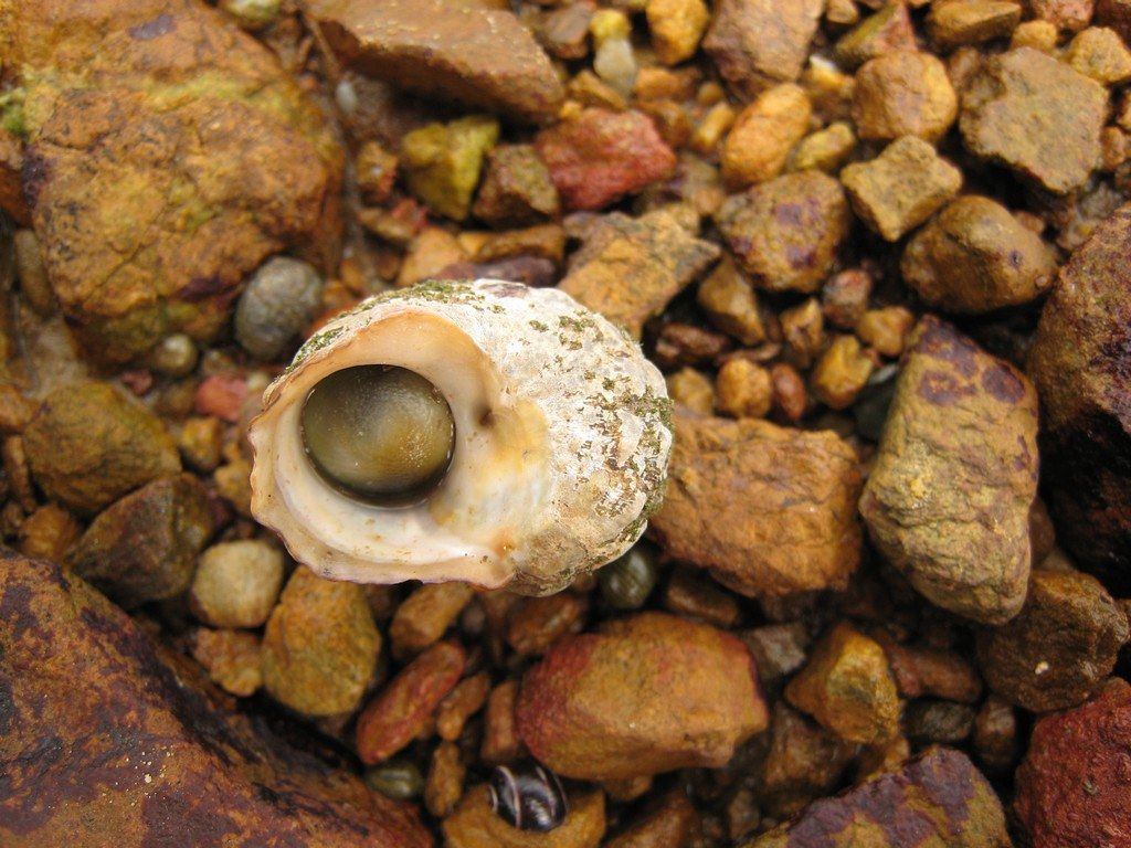 Melc Lunella coronata (Lunella coronata)