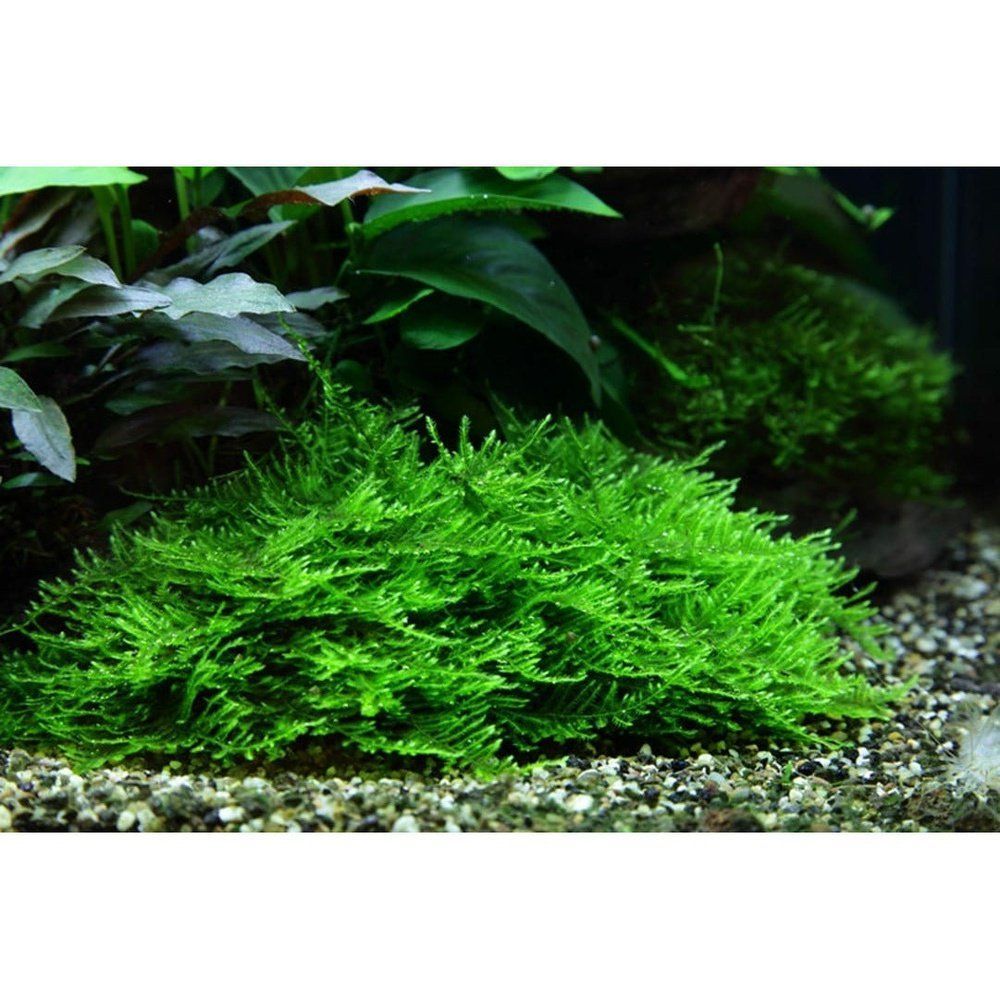 Természetes akváriumi moha, Tropica, Taxiphyllum 'Spiky' 1-2-Grow!, 5 cm