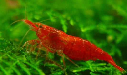 Neocaridina denticulata cseresznye garnélarák