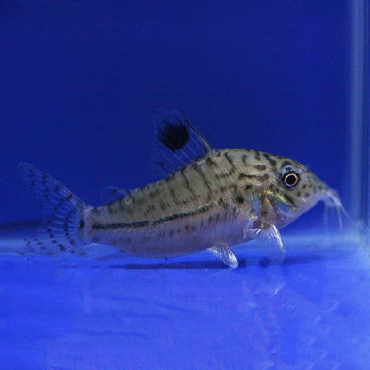 Peste sanitar, Corydoras Leopardus 3 - 3,5 cm