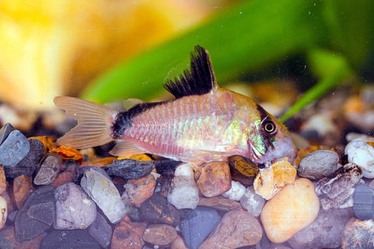 Peste sanitar, Corydoras Metae 2,5-3 cm