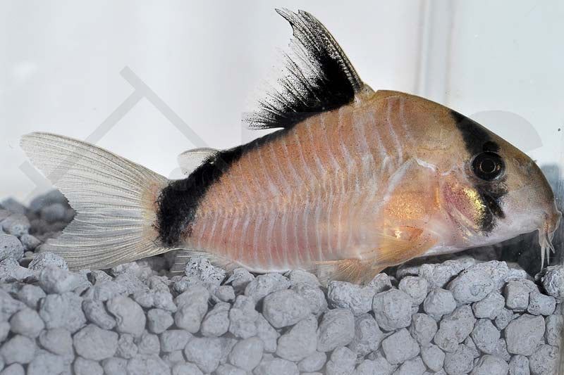 Peste sanitar, Corydoras Metae 2,5-3 cm