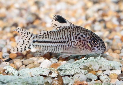 Peste sanitar, Corydoras Trilineatus 2,5 - 3 cm