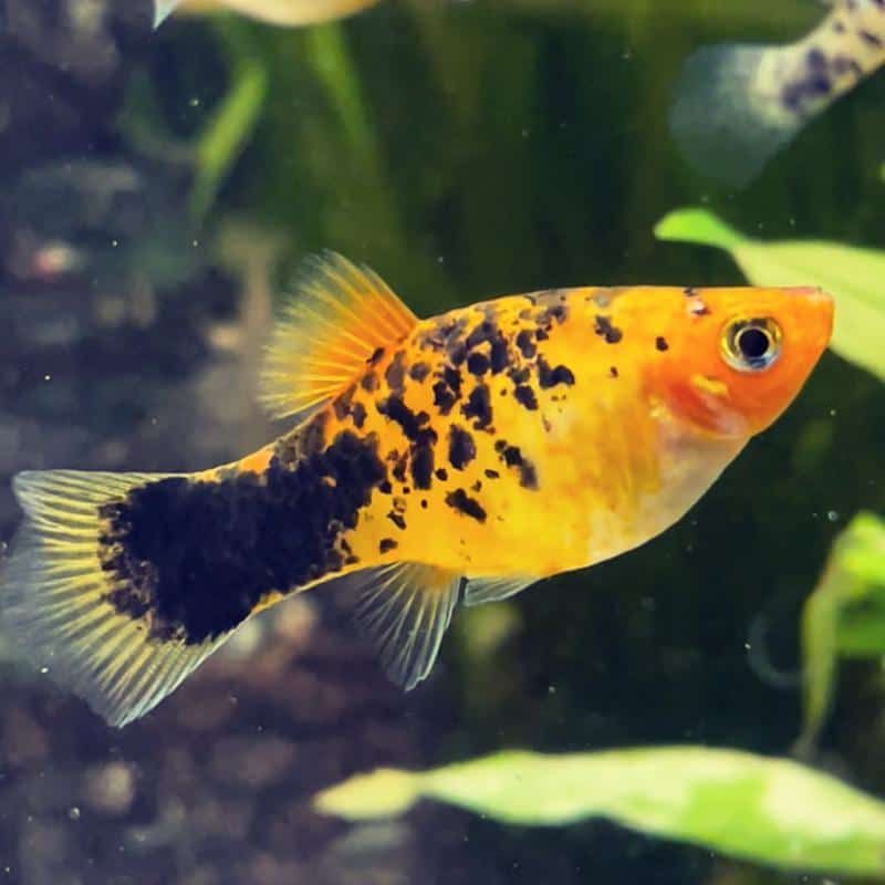 Peste vivipar, Xiphophorus var. platy high fin