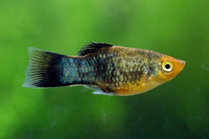 Peste vivipar, Xiphophorus var. platy high fin