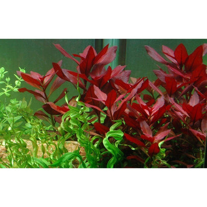 Természetes akváriumi növény, Tropica, Ludwigia repens Rubin