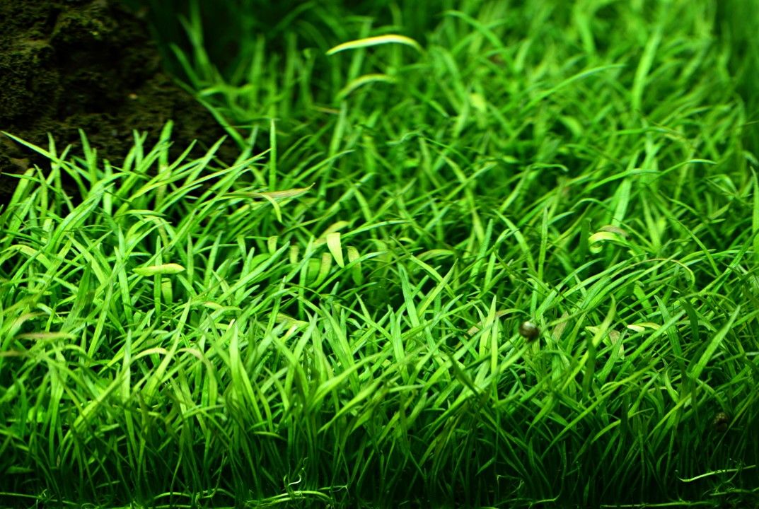 Természetes akváriumi növény, Tropica, Lilaeopsis brasiliensis