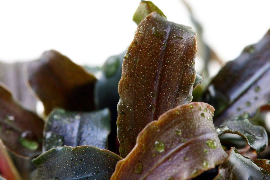 Természetes akváriumi növény, Tropica, Bucephalandra Kedagang