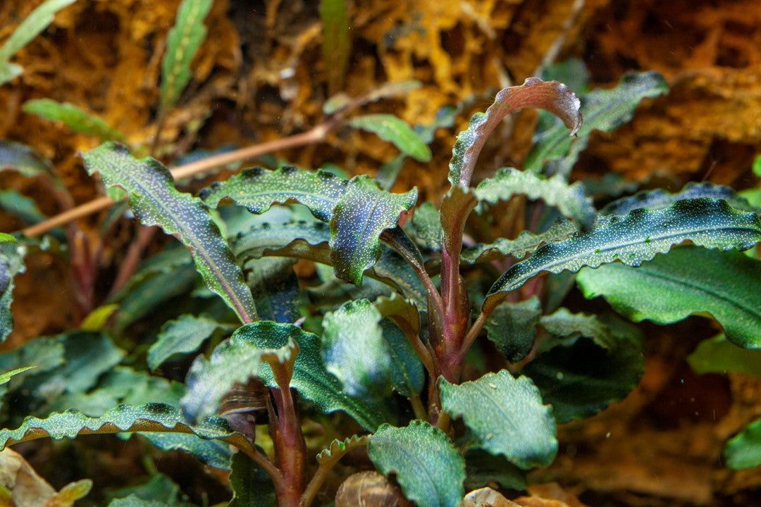 Planta naturala de acvariu, Tropica, Bucephalandra Kedagang