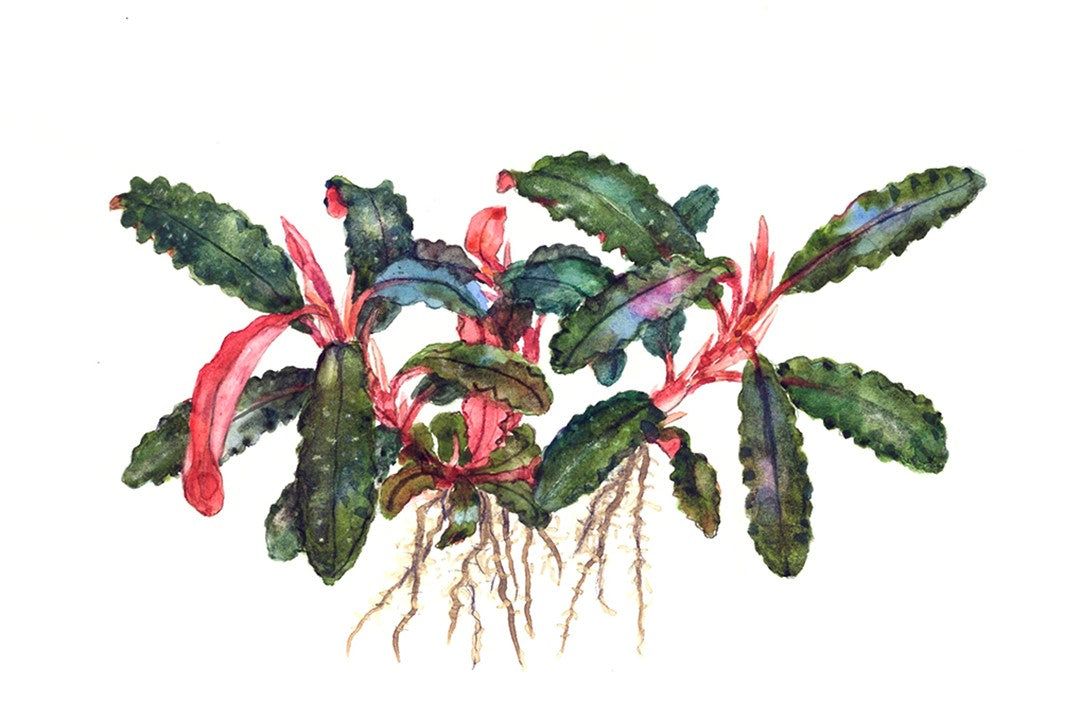 Planta naturala de acvariu, Tropica, Bucephalandra Kedagang