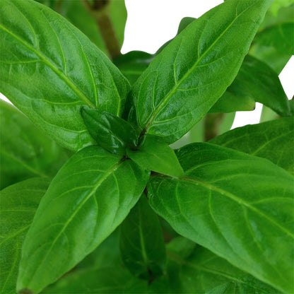 Planta naturala  de acvariu, Tropica, Staurogyne repens