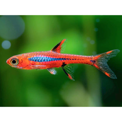 Rasbora briggitae 1-1,5cm