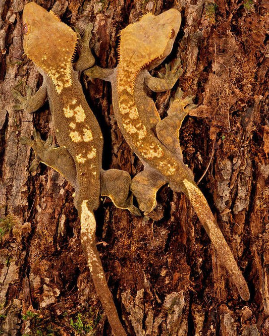 Rhacodactylus ciliatus (Crested gecko)